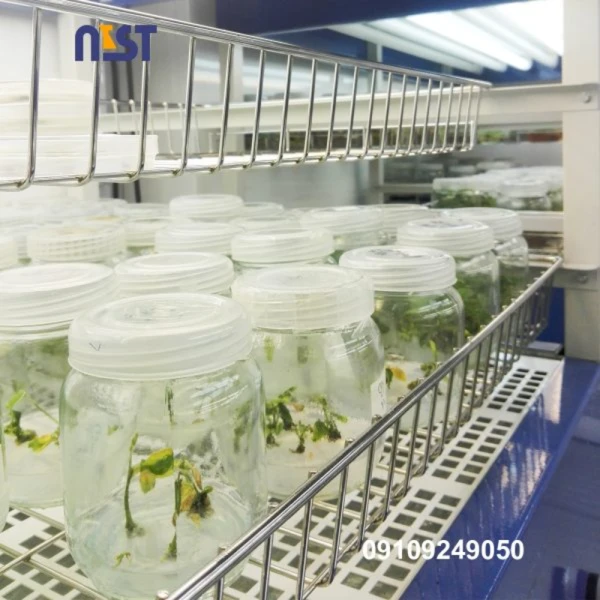 میو اینوزیتول sigma plant cell culture