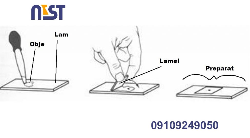 lam and lamel